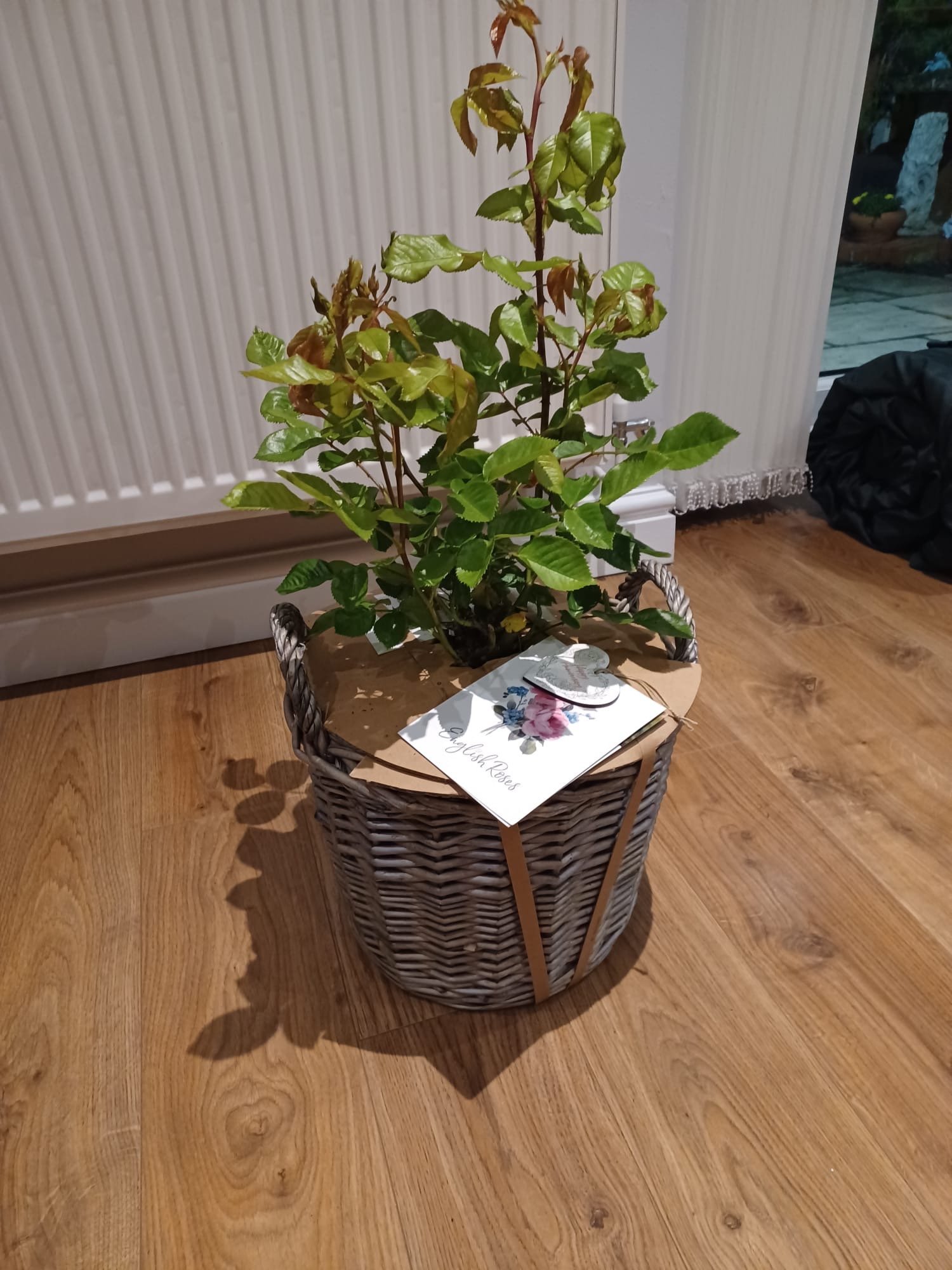 Happy Silver Wedding Rose