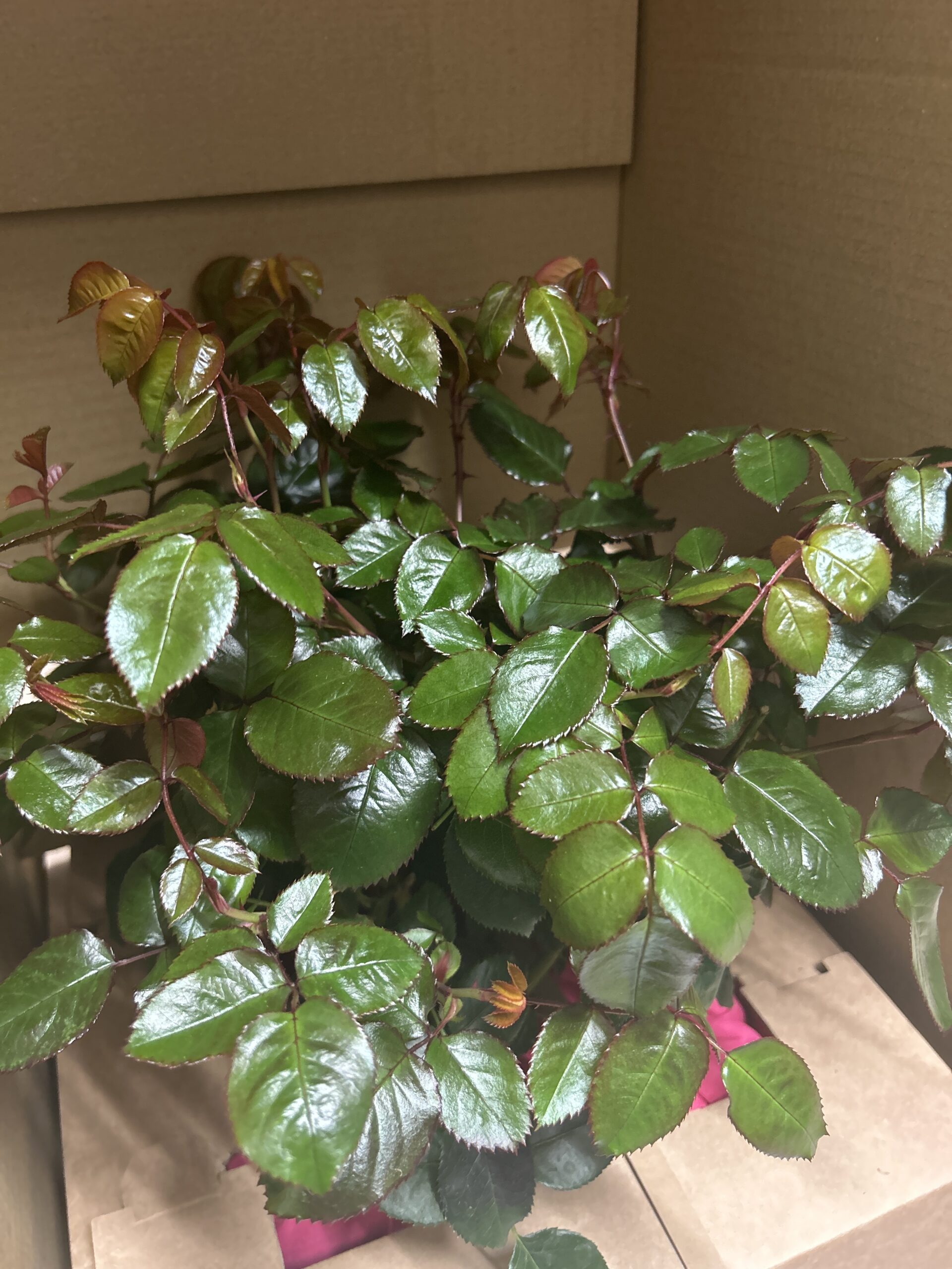 Forever In Our Hearts - English Roses Memorial Gift