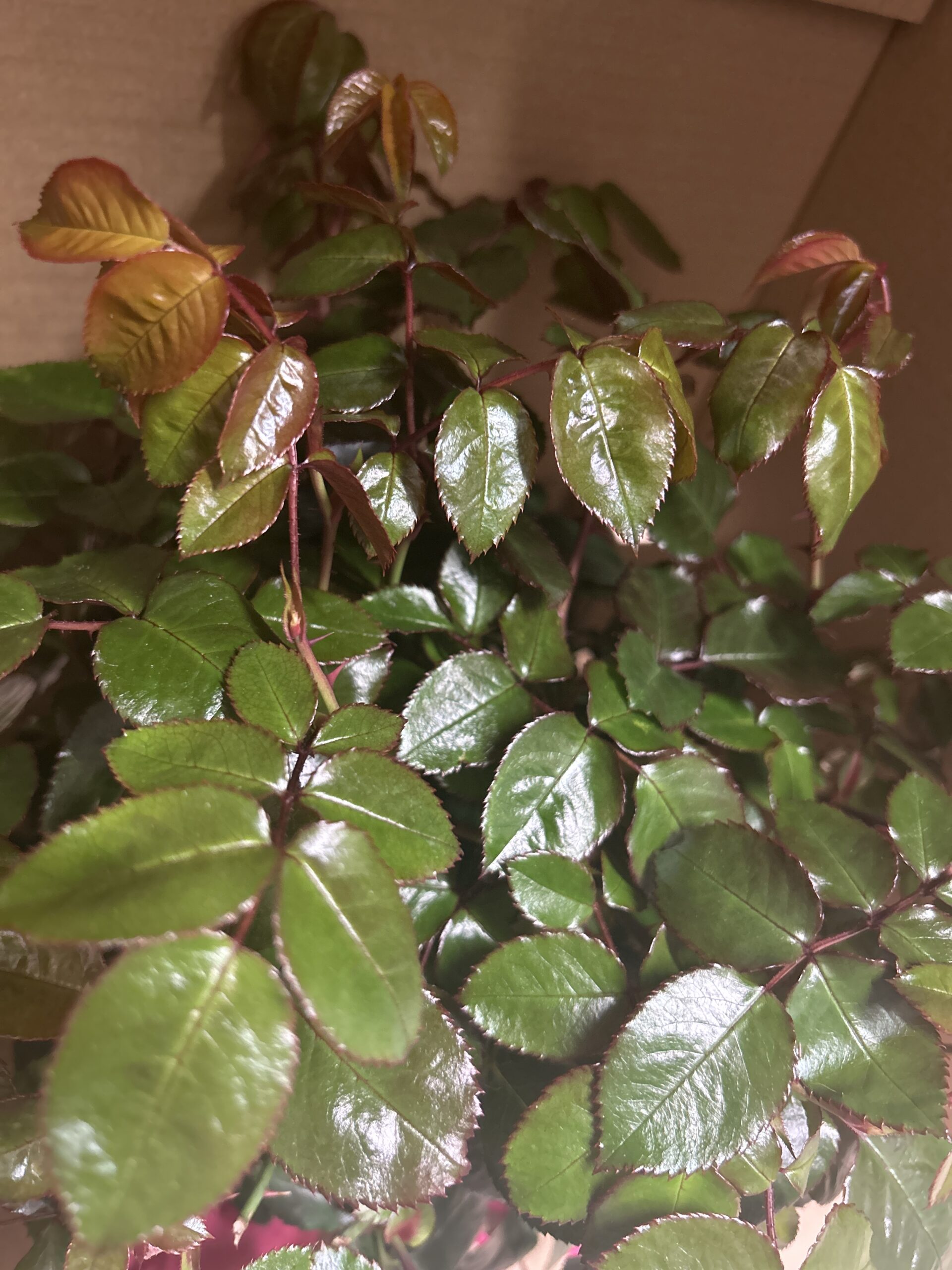 Forever In Our Hearts - English Roses Memorial Gift