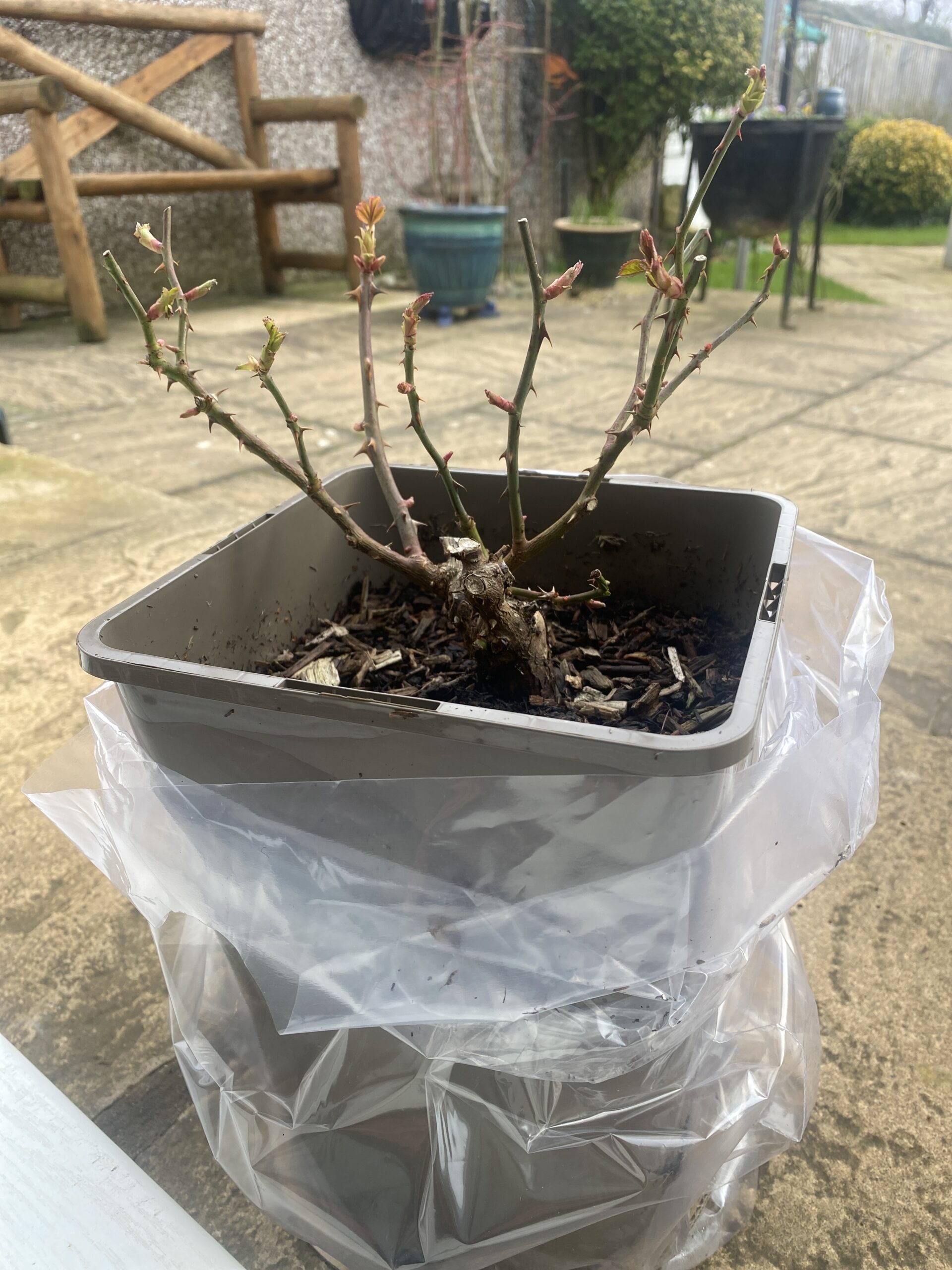 Absolutely Fabulous Rose - 80th Birthday Rose