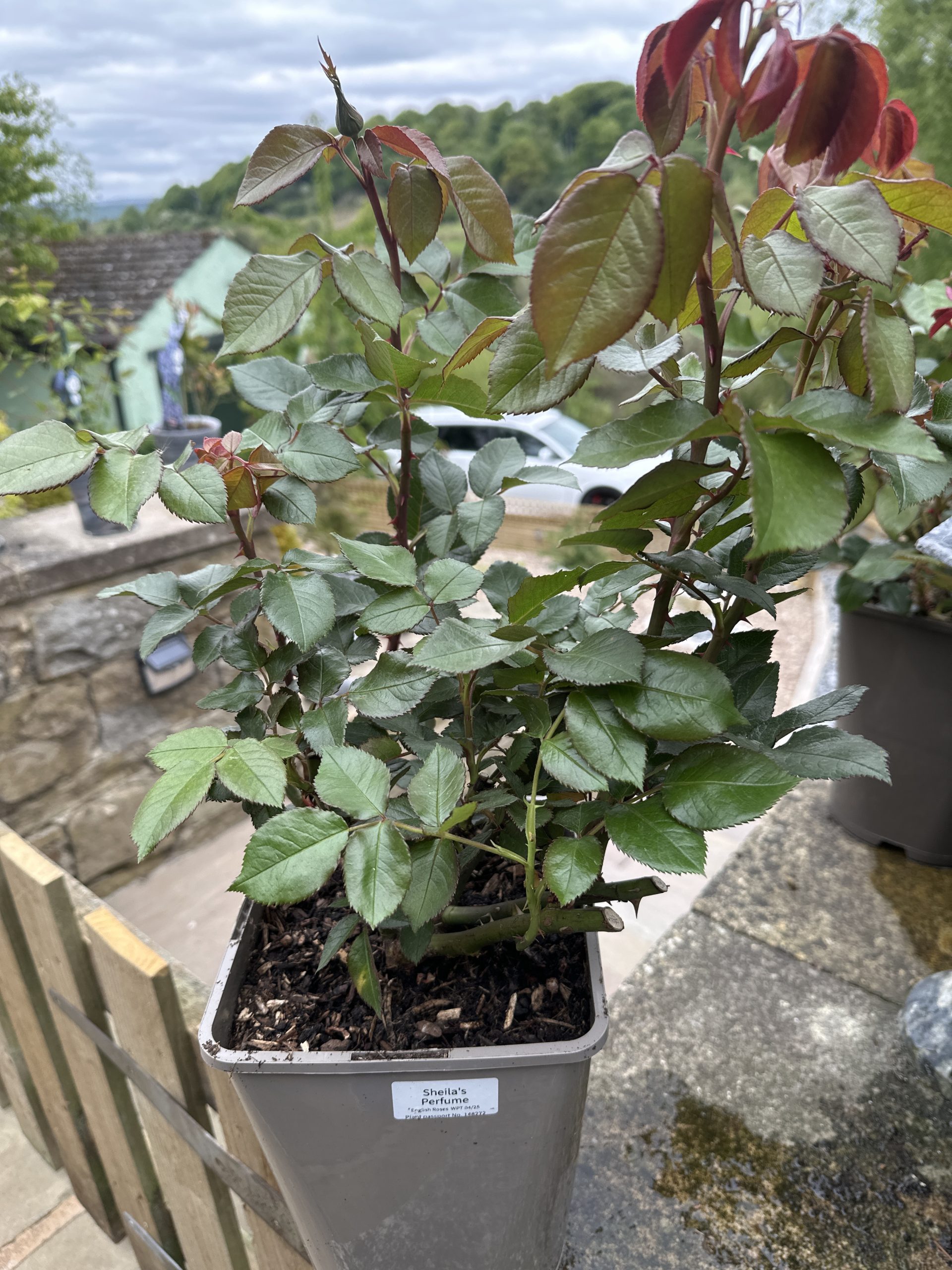 Sheila's Perfume Rose