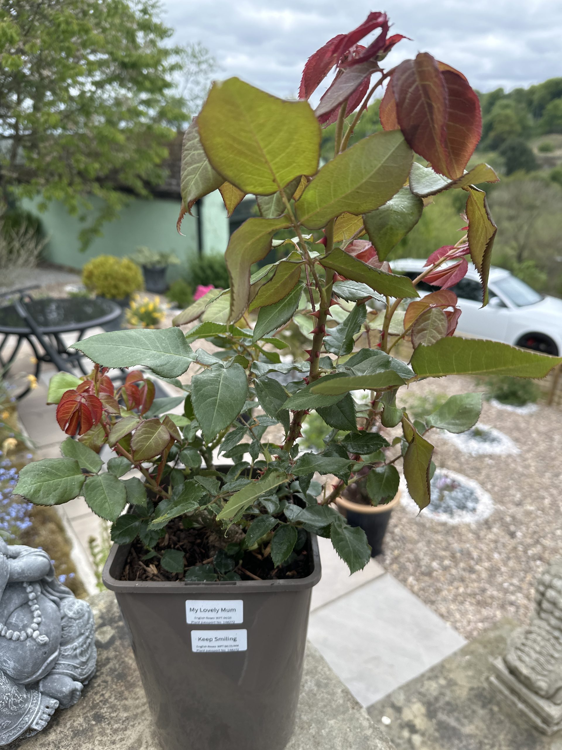 My Lovely Mum Rose - Christmas Ideas For Mum