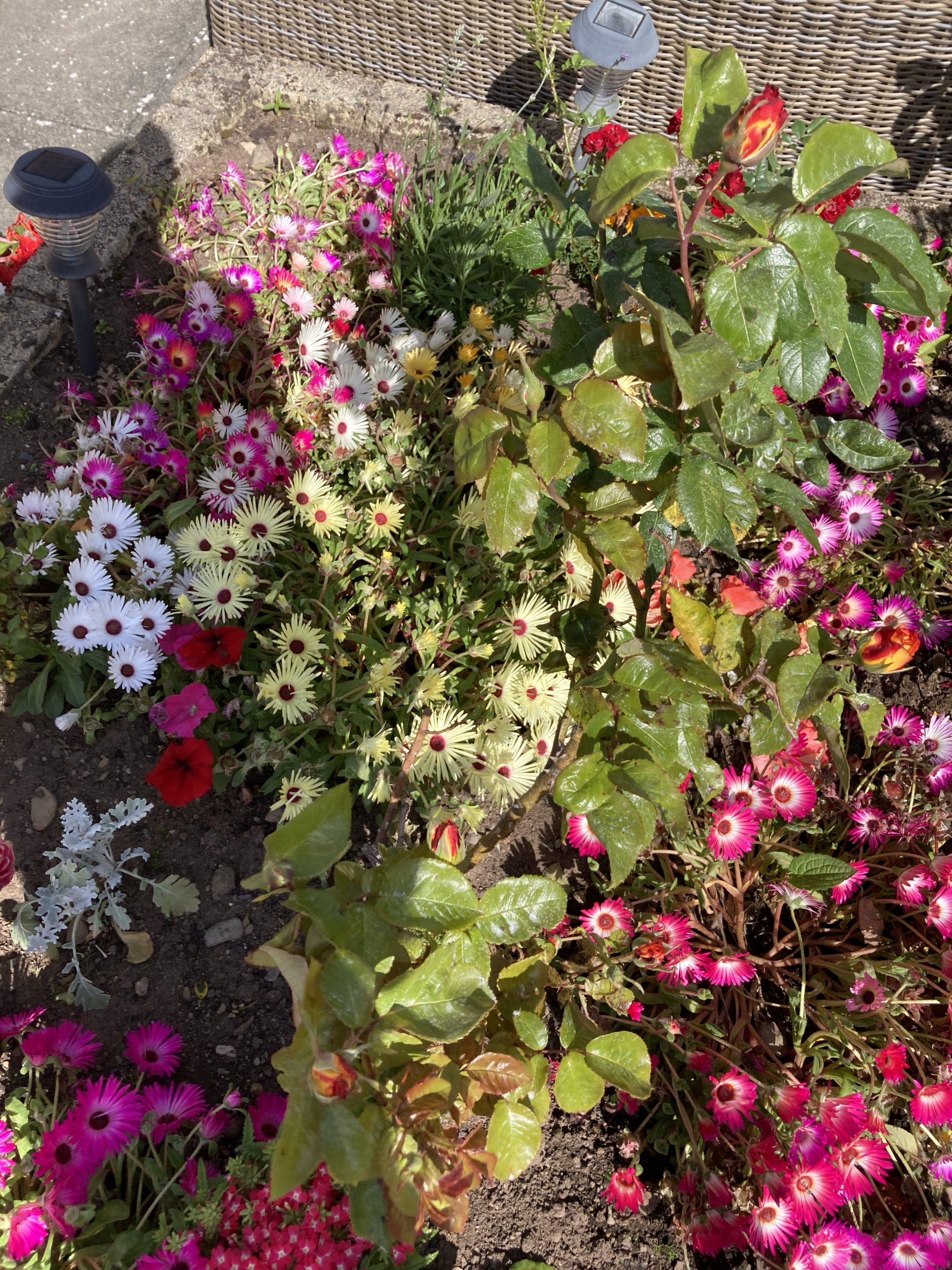 Sheila's Perfume Rose