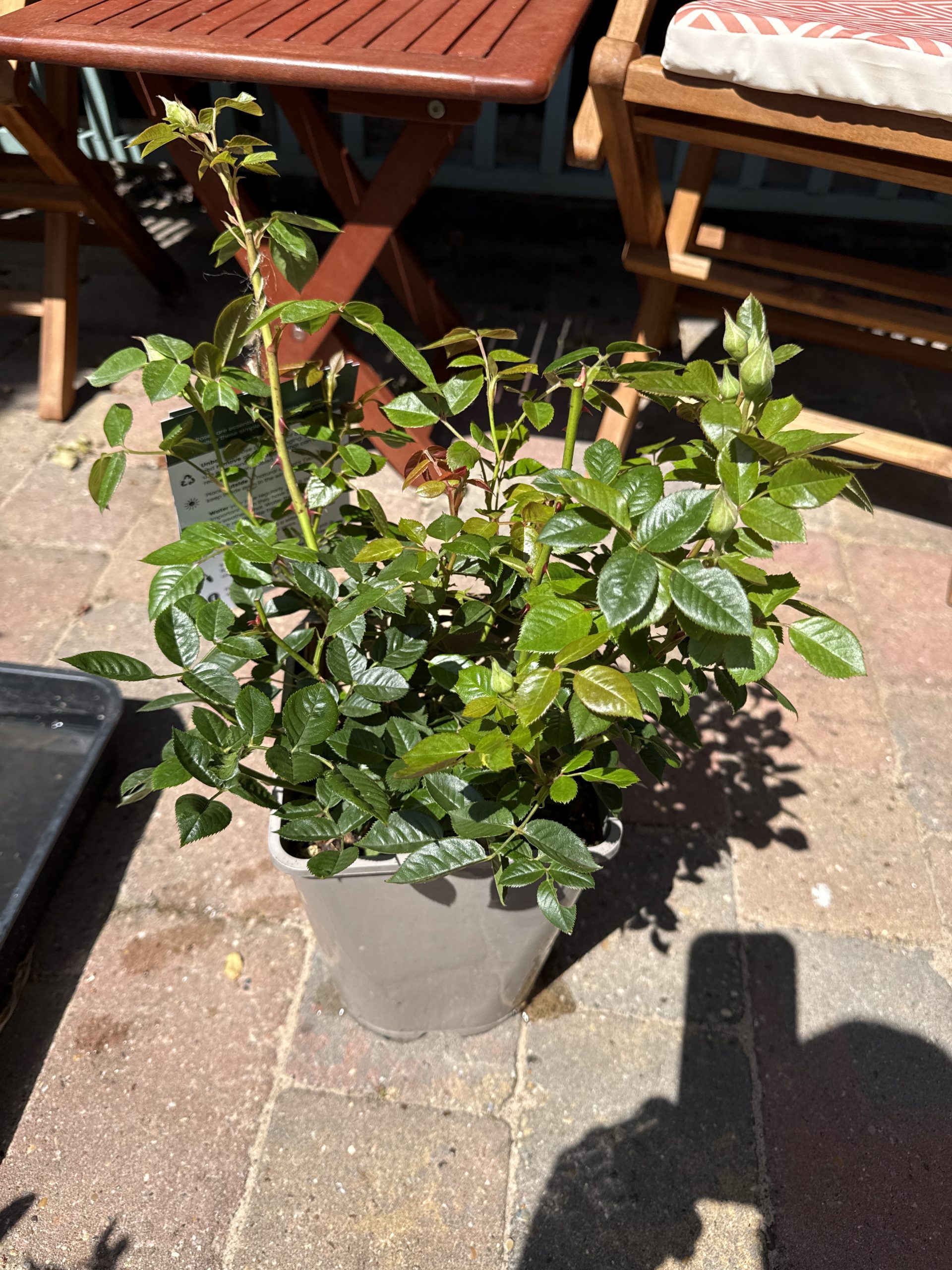 Diamond Wedding Rose Gift