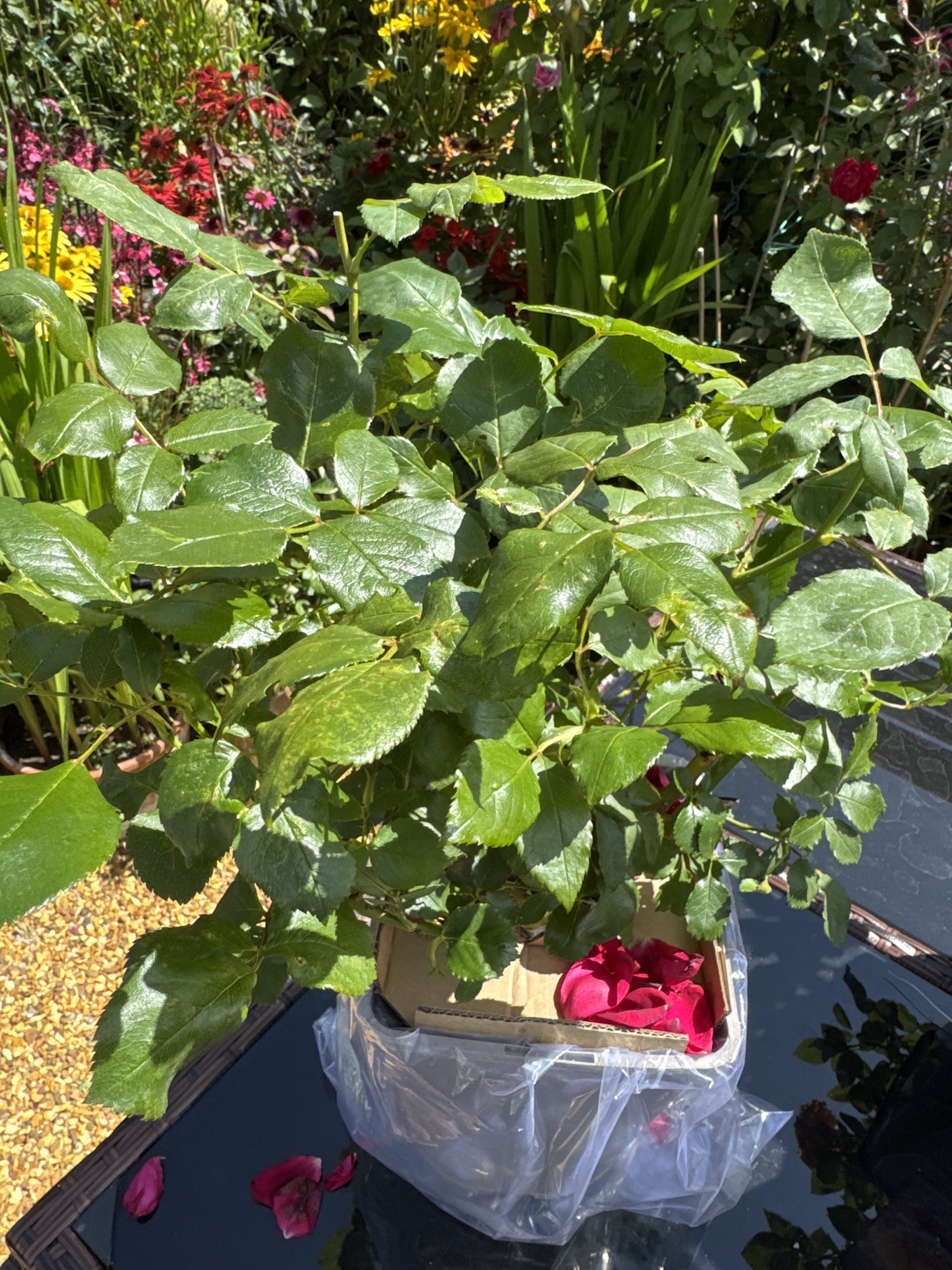 Jubilee Papa Meilland Rose