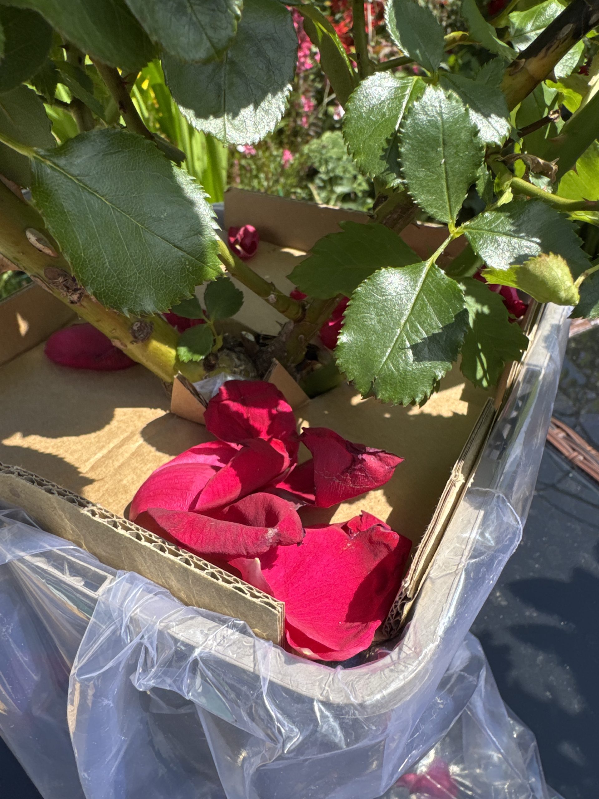 Jubilee Papa Meilland Rose