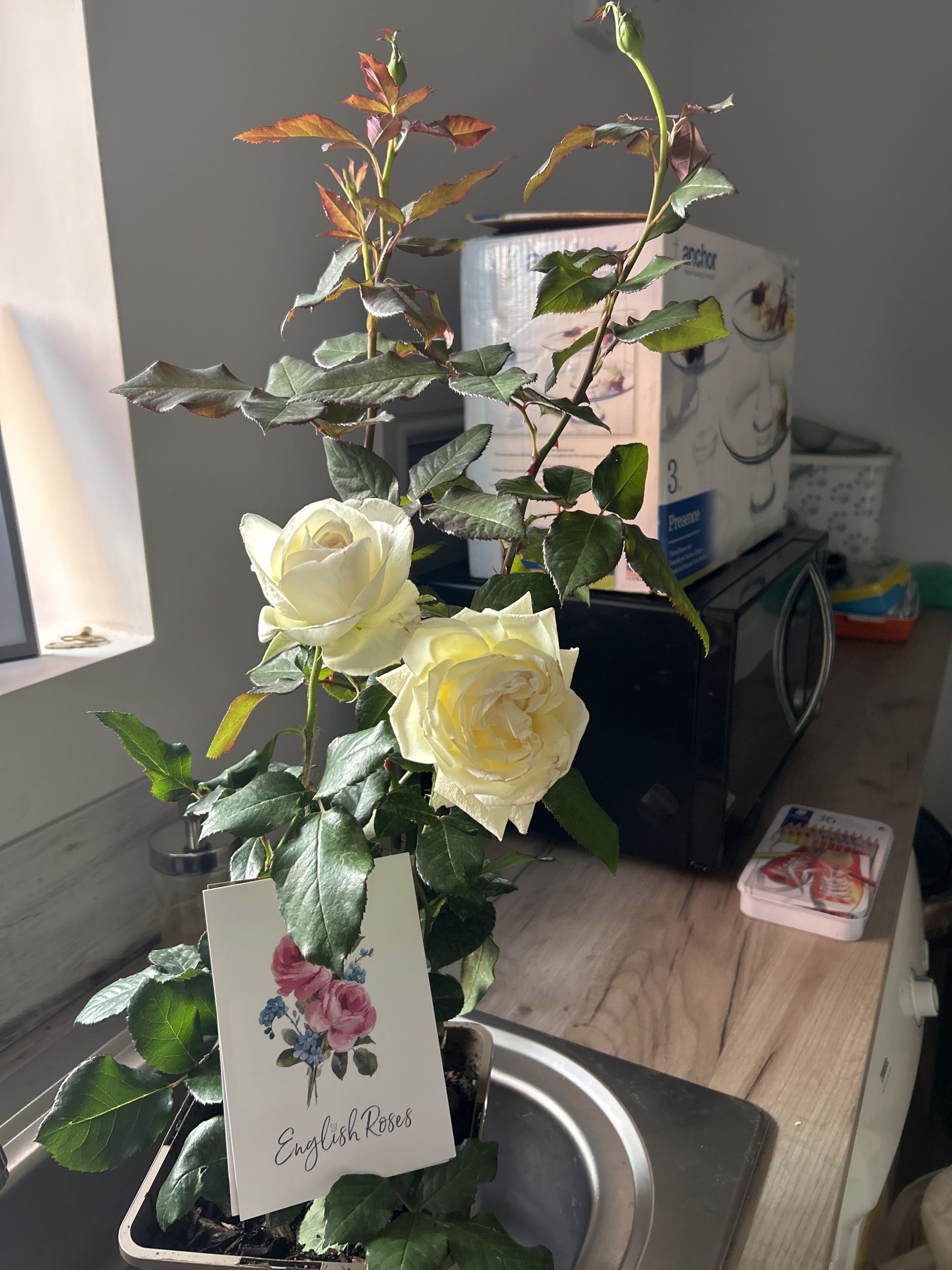 Silver Anniversary Rose - 25th Wedding Anniversary Gift