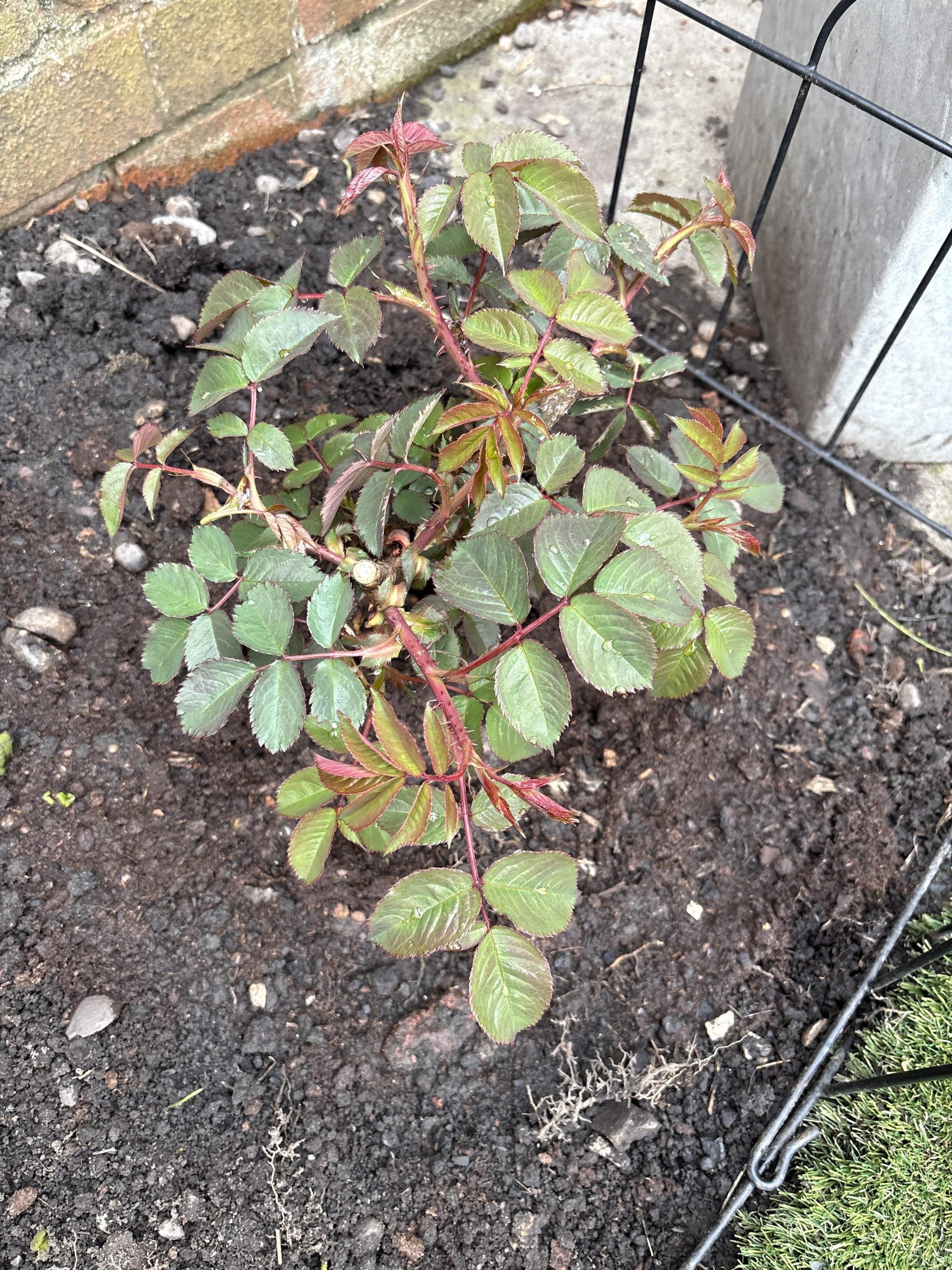 A Rose For My Special Son - English Roses Gift